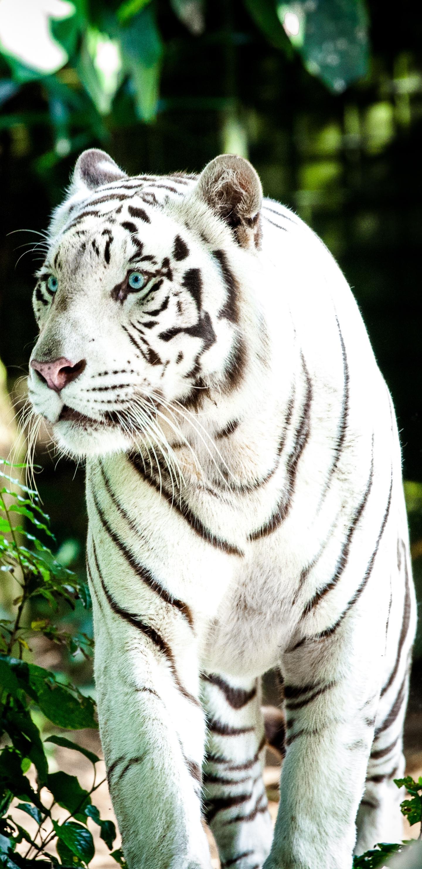 1440x2960 White Tiger Phone Wallpaper