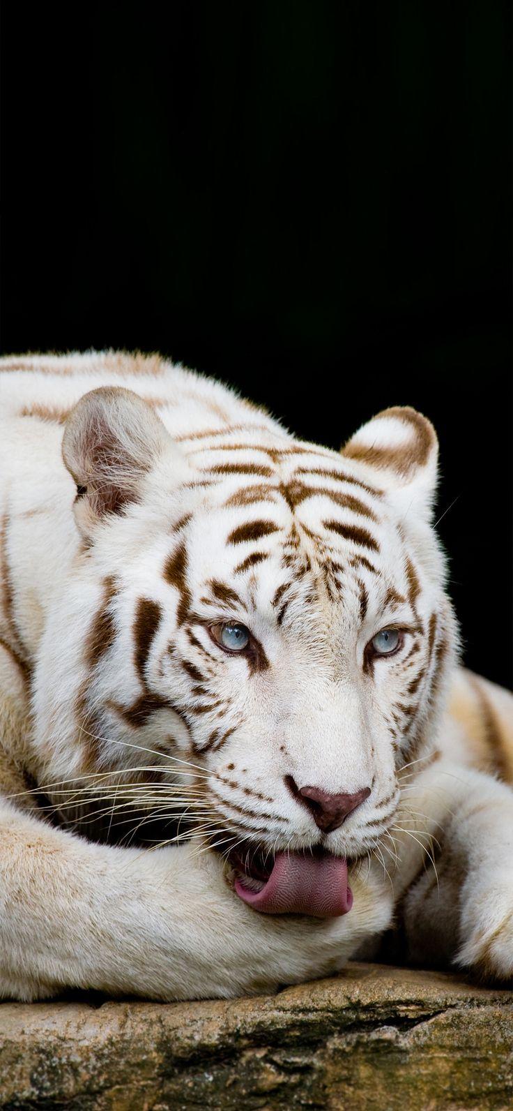 736x1592 Tigre Bianca. Tiger wallpaper, White tiger, Baby animals picture