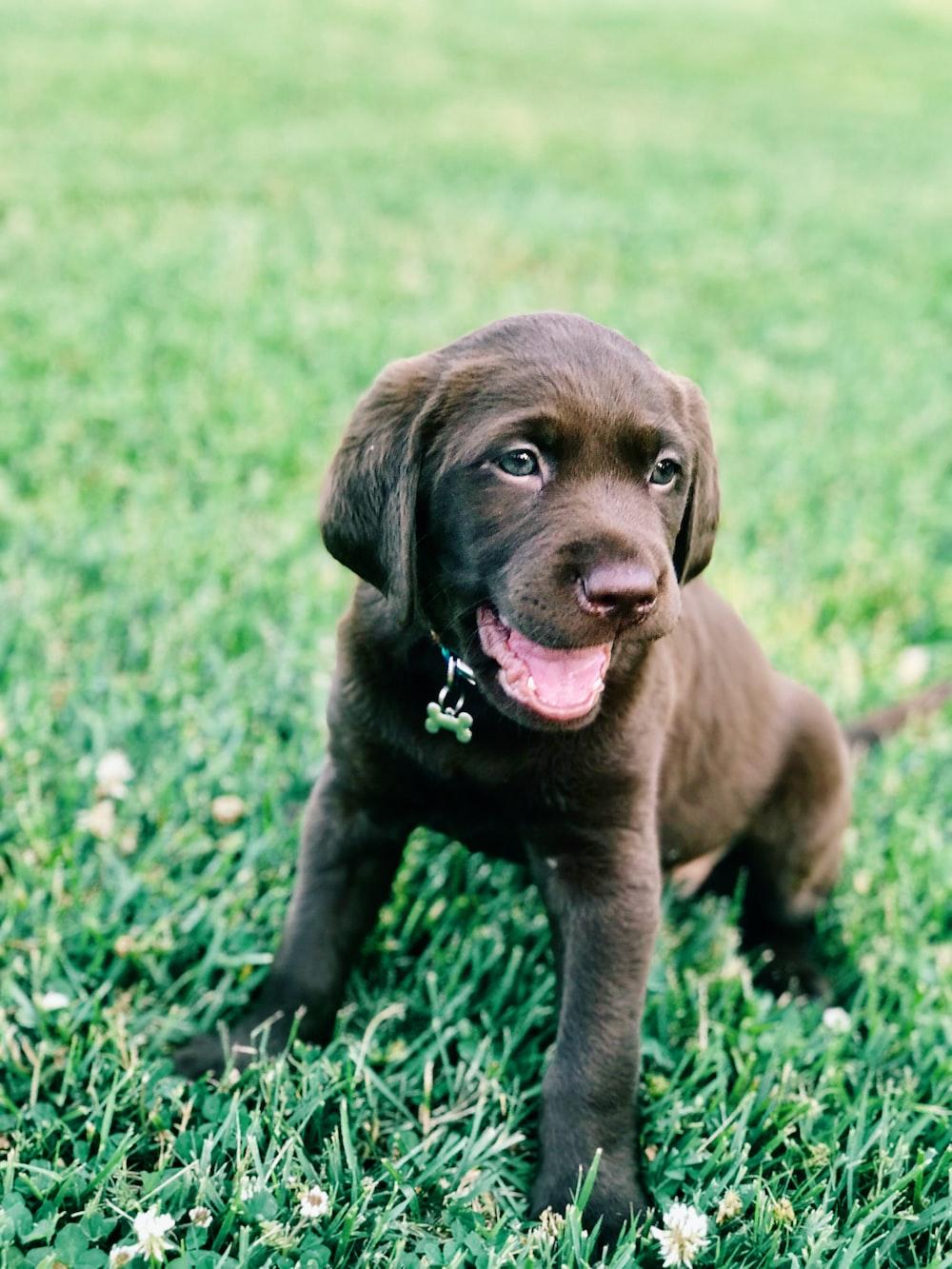 1000x1333 Chocolate Lab Picture. Download Free Image