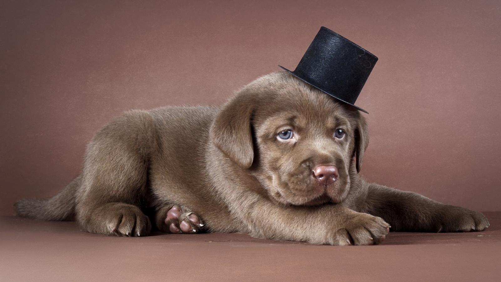 1600x900 Chocolate Labrador