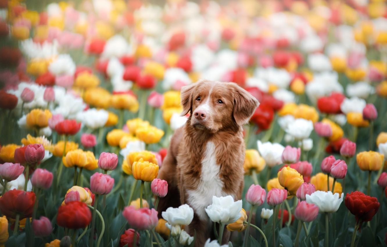 Spring Puppy Desktop Wallpapers - Top Free Spring Puppy Desktop ...