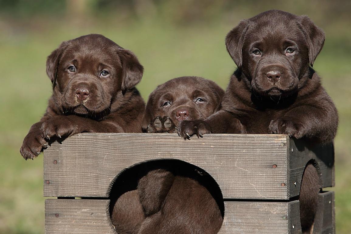 Chocolate Lab Puppies Wallpapers - Top Free Chocolate Lab Puppies  Backgrounds - WallpaperAccess