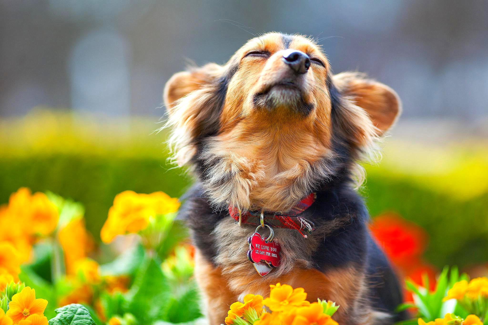 2048x1365 Dog Spring Aesthetic Wallpaper