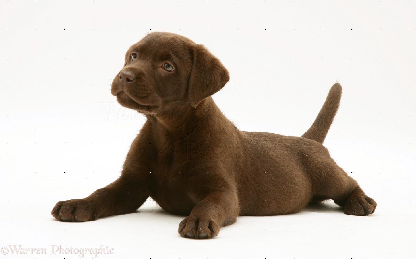 1449x904 Free Lab Puppy Clipart, Download Free Lab Puppy Clipart png image, Free ClipArts on Clipart Library