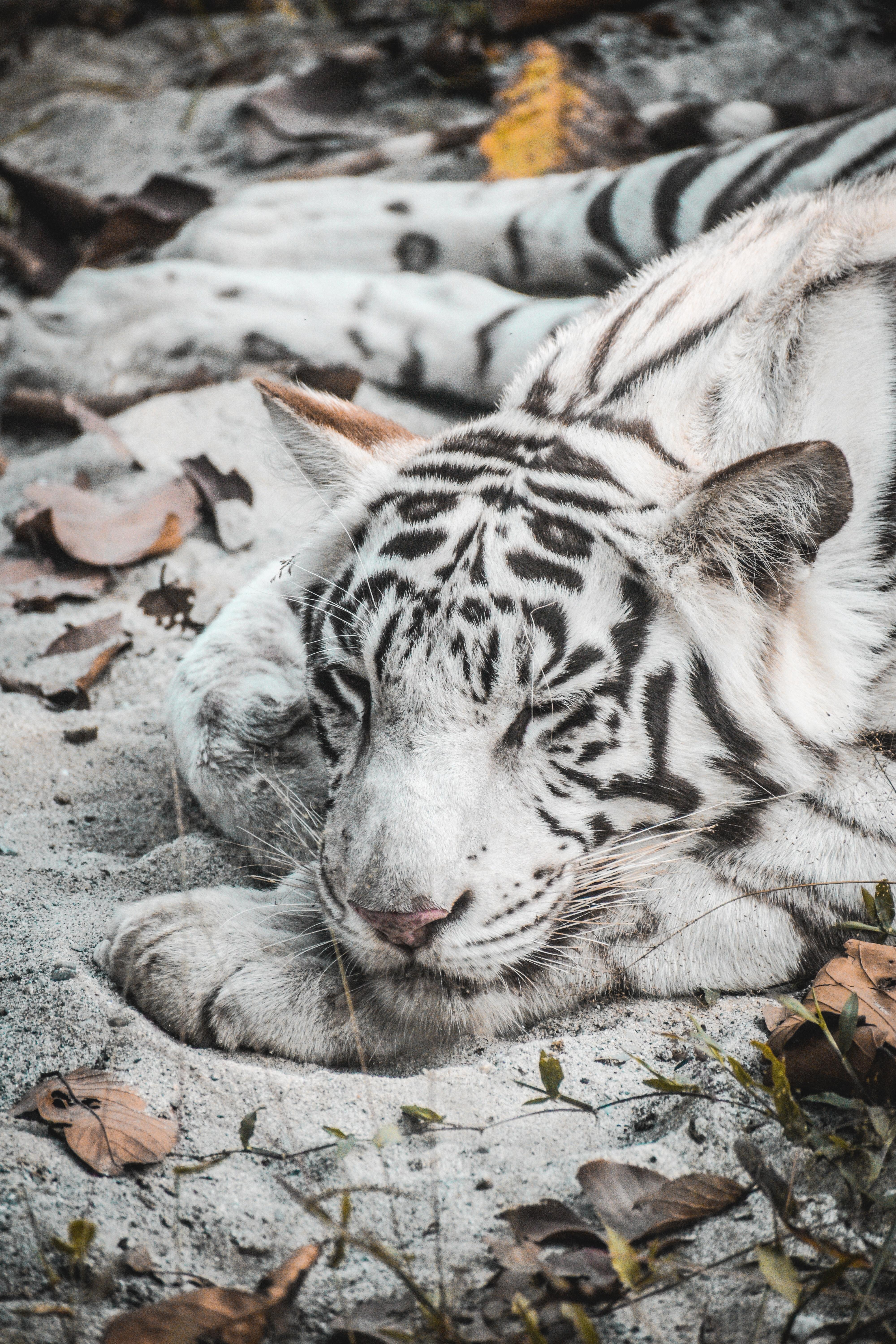 4000x6000 White Tiger Photo, Download Free White Tiger & HD Image