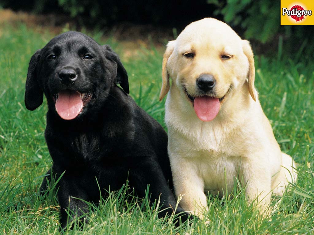 1024x768 chocolate lab