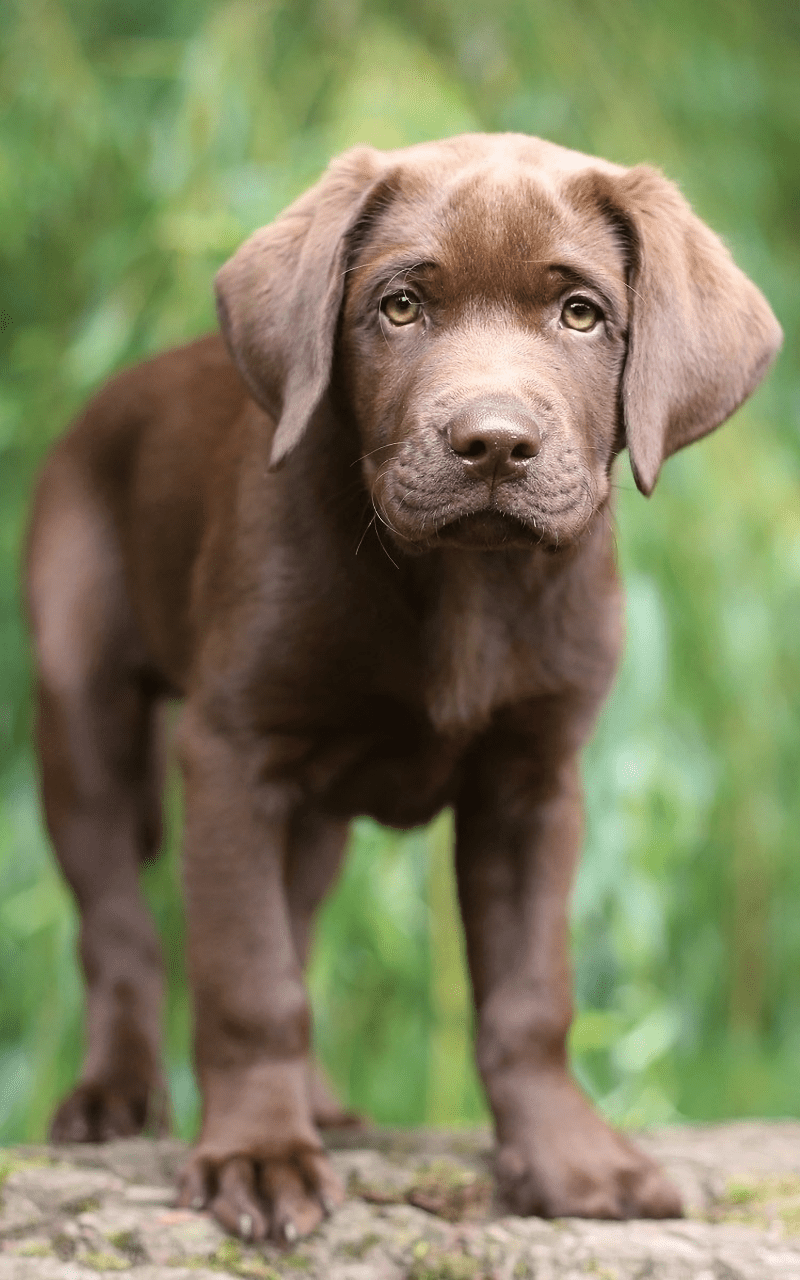 Cute Chocolate Lab Puppies Wallpaper