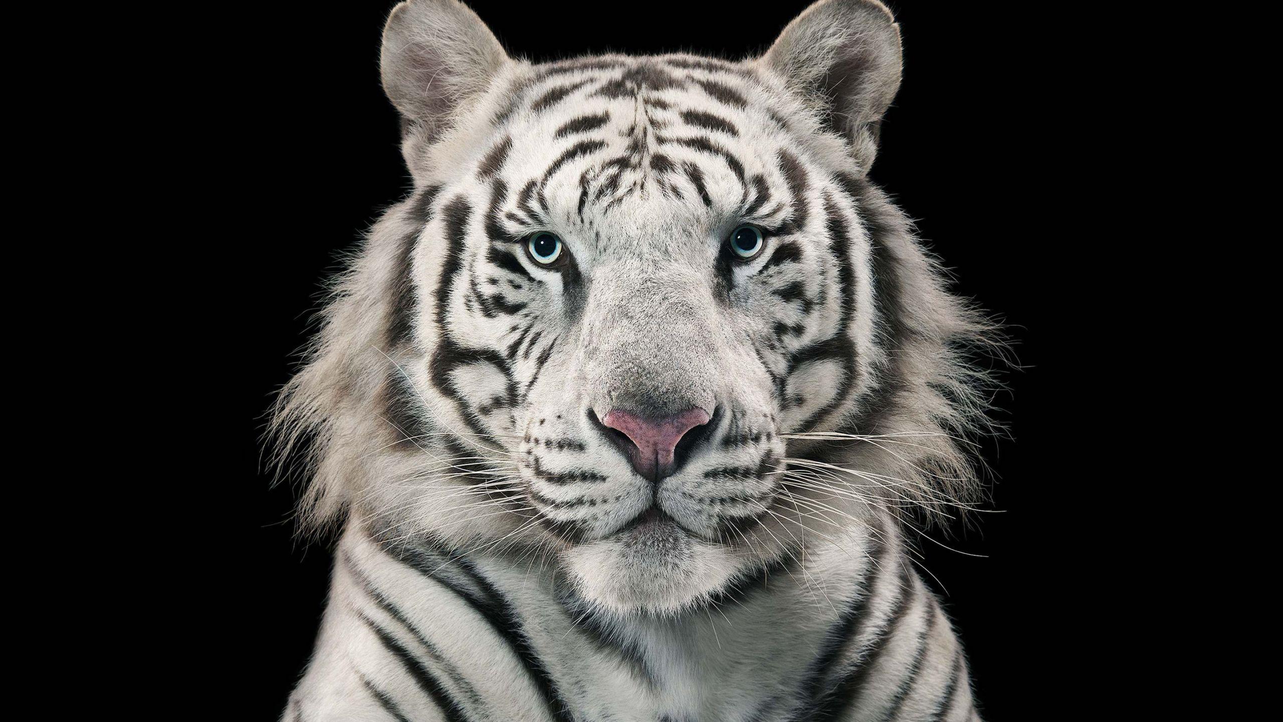 2560x1440 White Tiger Bengal Tiger wallpaper in 2560x1440 resolution