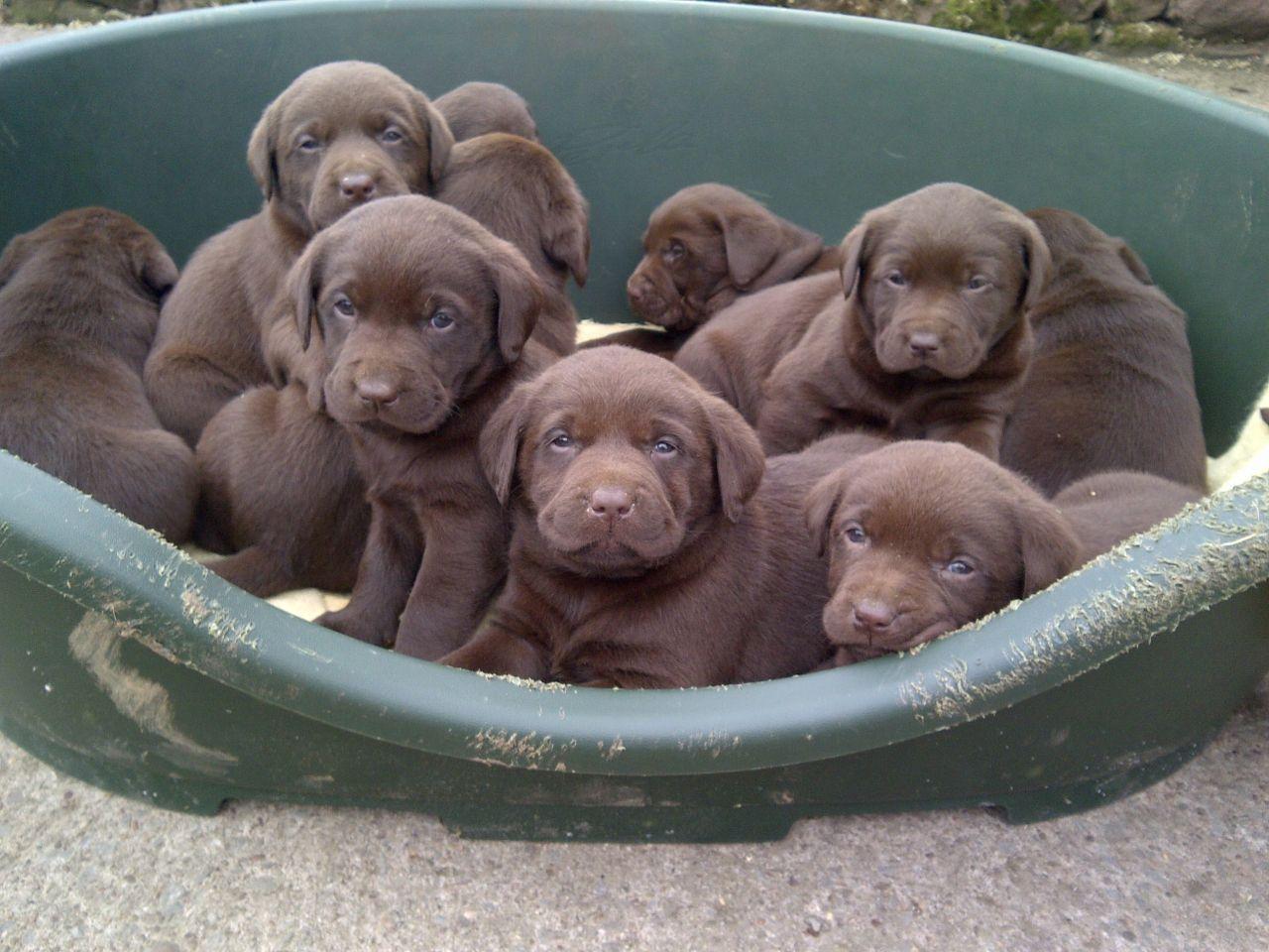 1280x960 Chocolate Lab wallpaperx960. Labrador retriever, Labrador puppy, Lab dogs