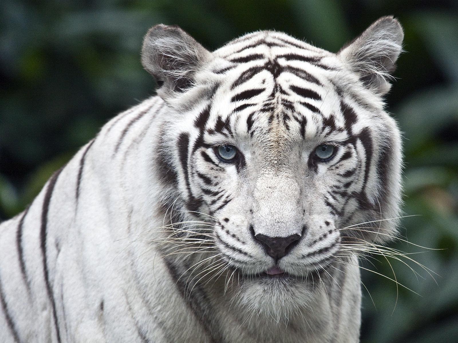 1600x1200 White tiger wallpaper. White tiger