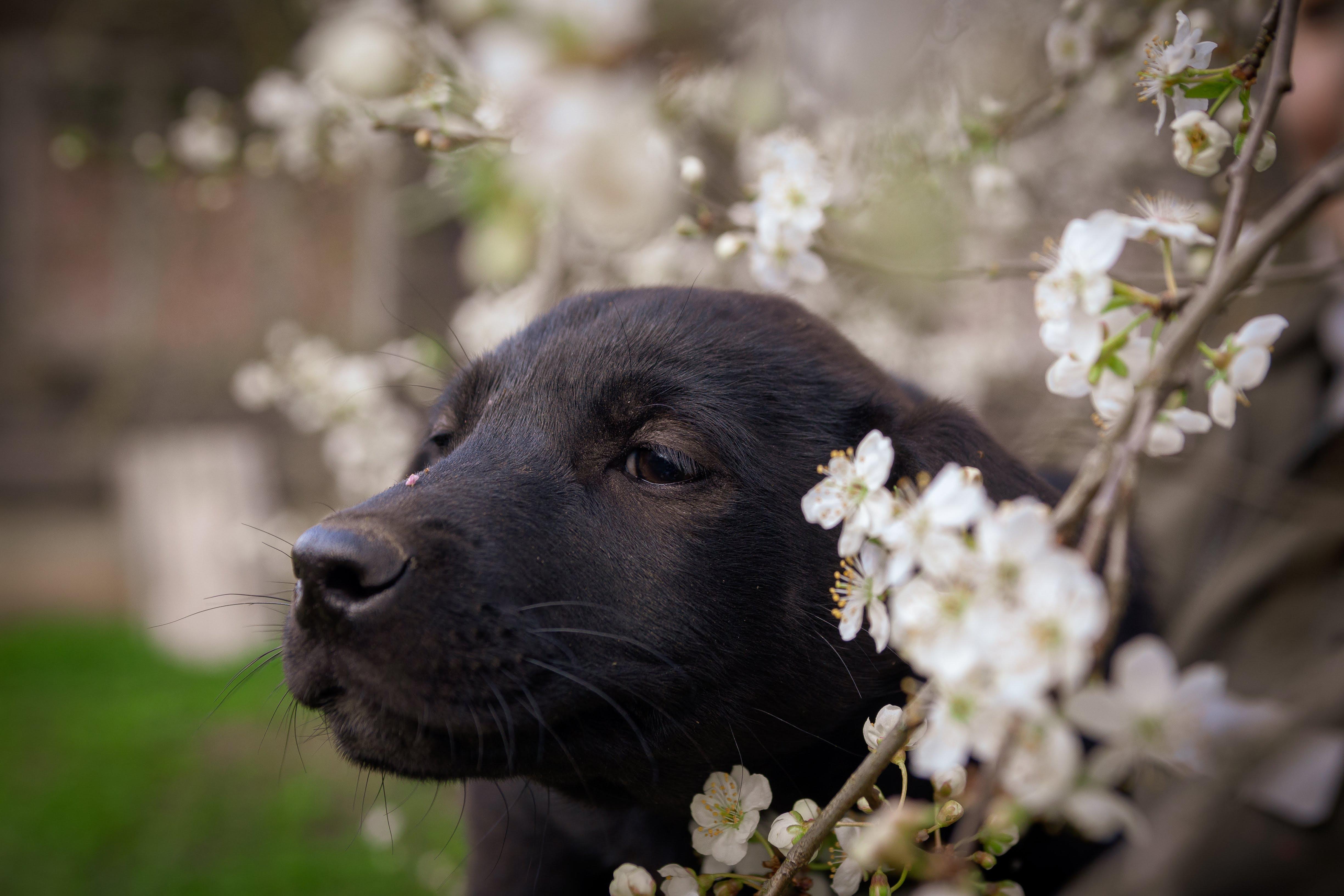 4898x3265 Animal Puppy Wallpaper:4898x3265