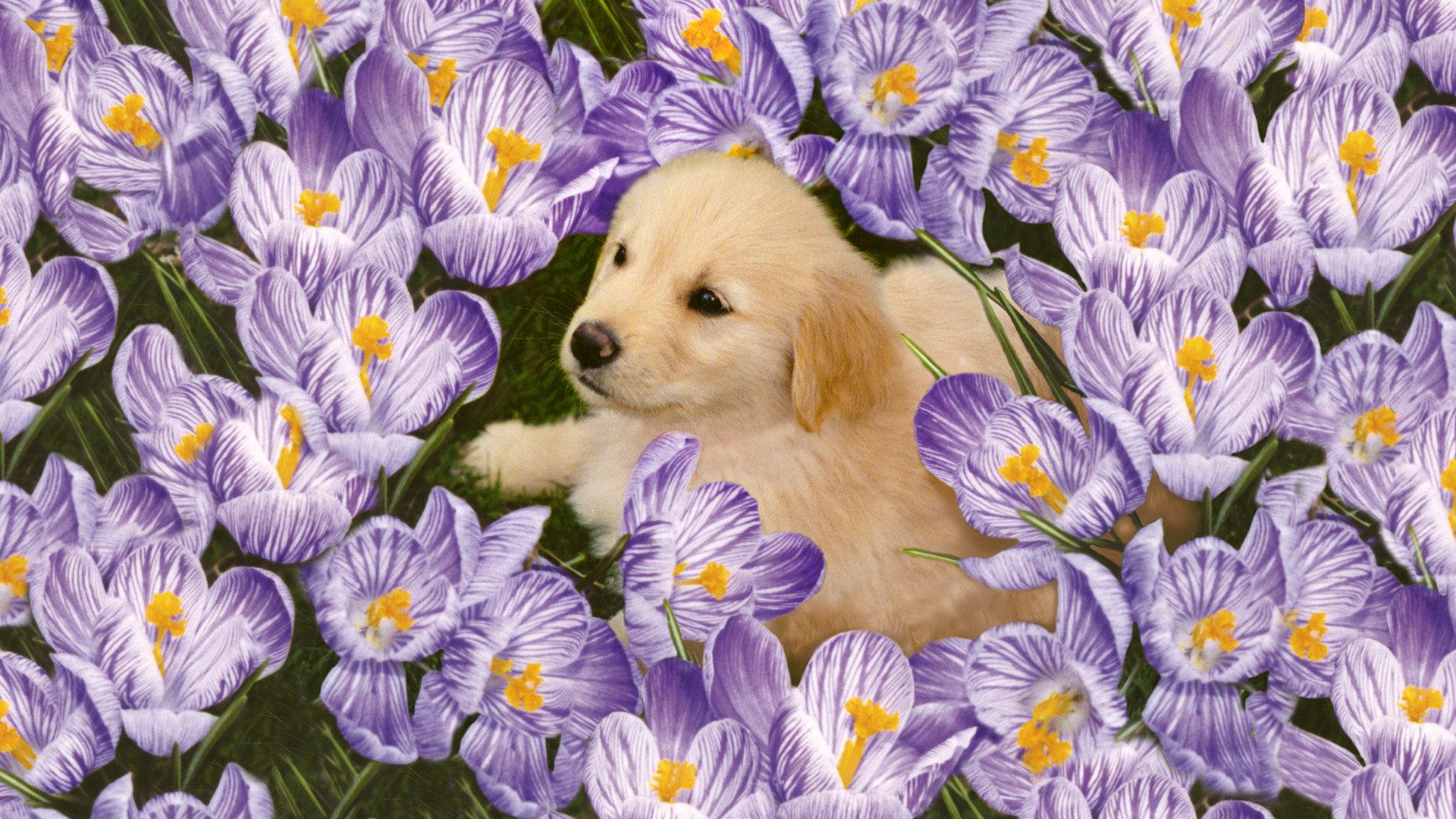 Spring Puppy Desktop Wallpapers - Top Free Spring Puppy Desktop ...