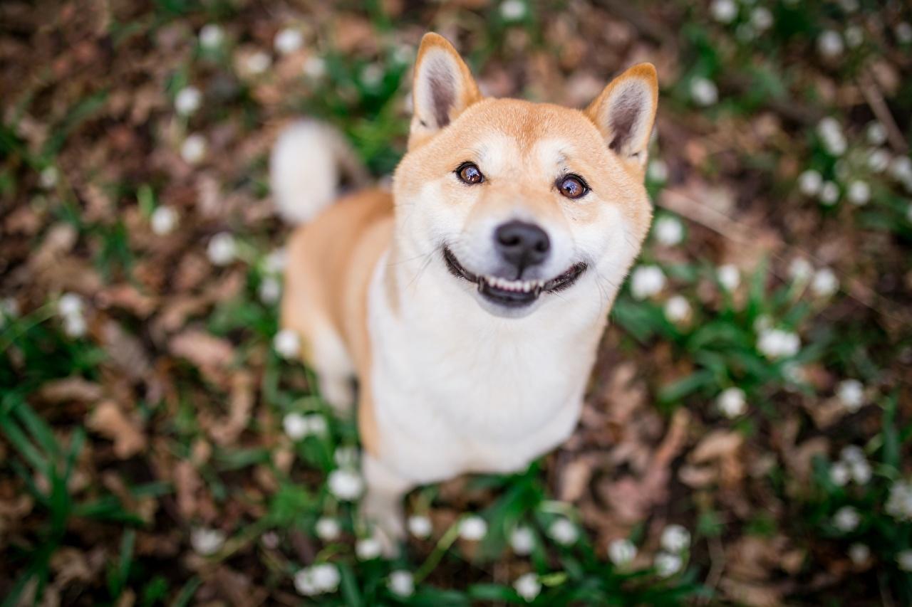 1280x853 Image dog Smile Funny blurred background lovely Animals