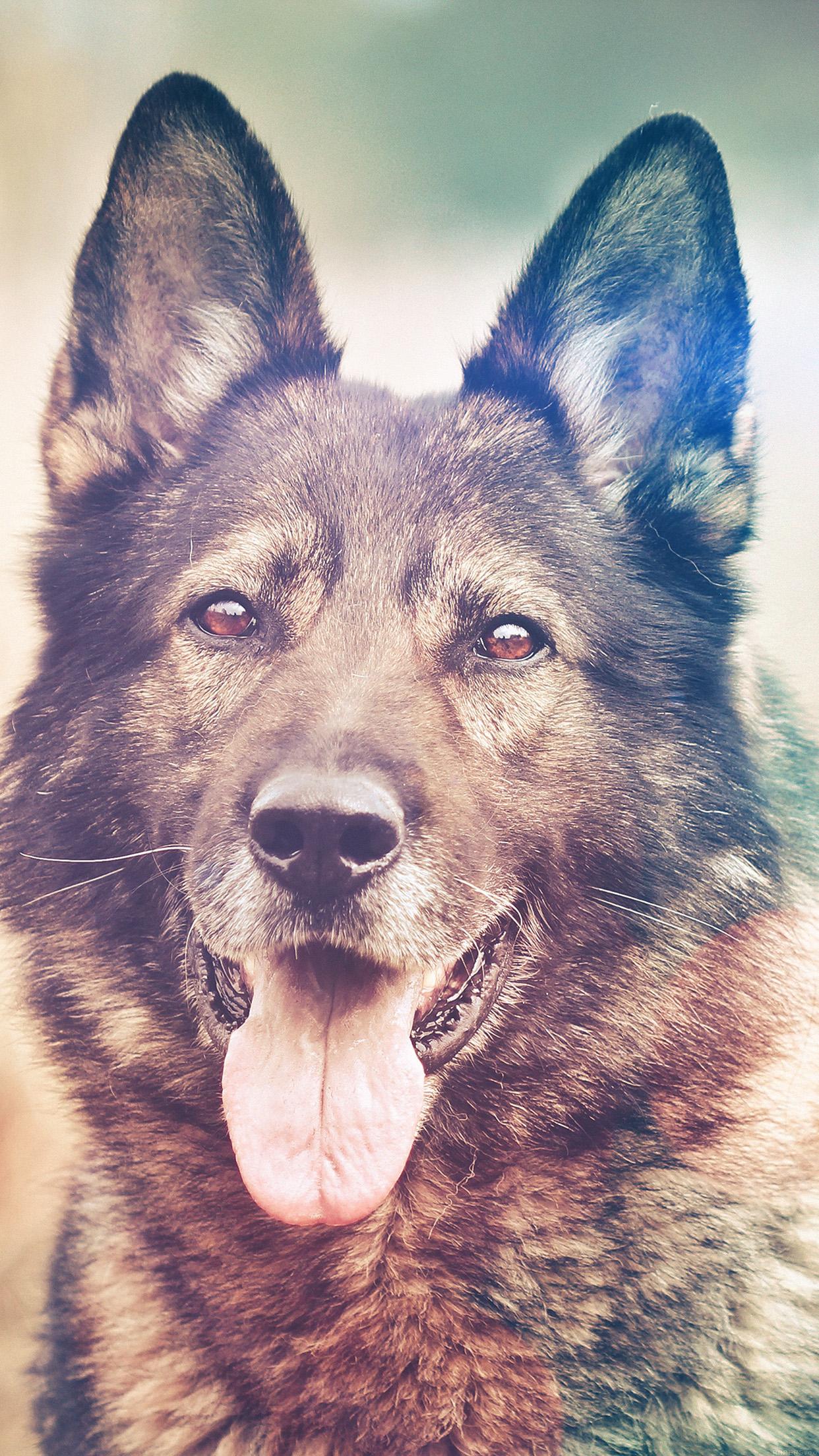 1242x2208 iPhoneXpapers shepherds dog flare smile animal nature