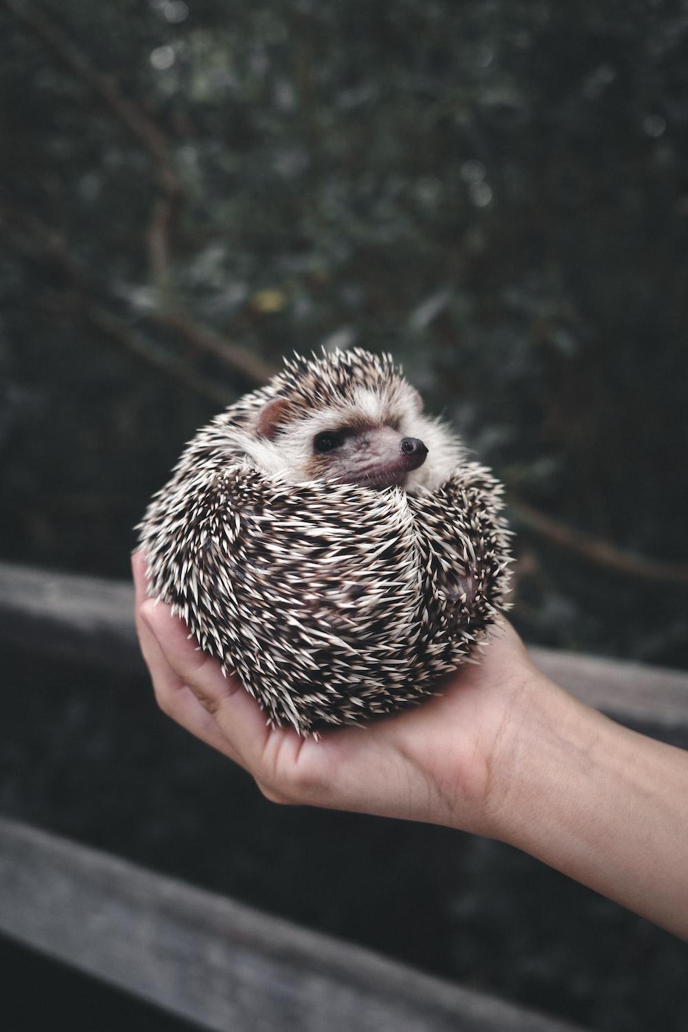 1000x1500 Hedgehog Picture. Download Free Image