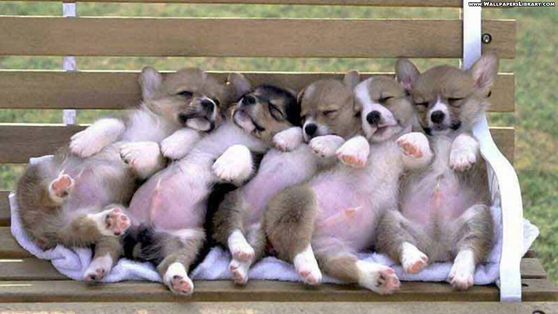 1920x1080 Funny Cute Animals Wallpaper