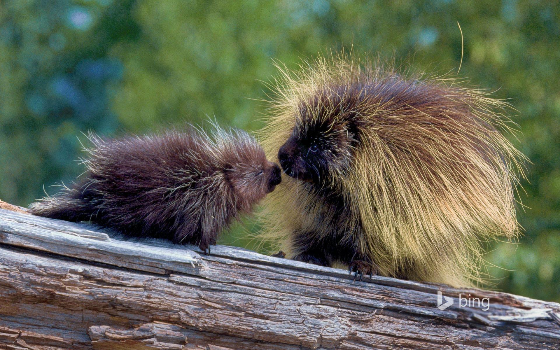 1920x1200 One Pair Of Cute Hedgehog Bing Theme Wallpaper