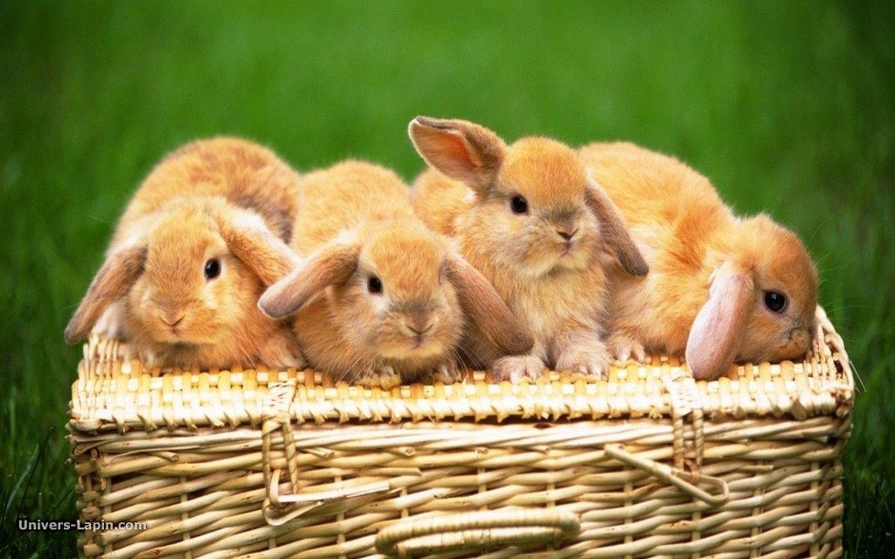 1280x800 Cute Animals Wallpaper