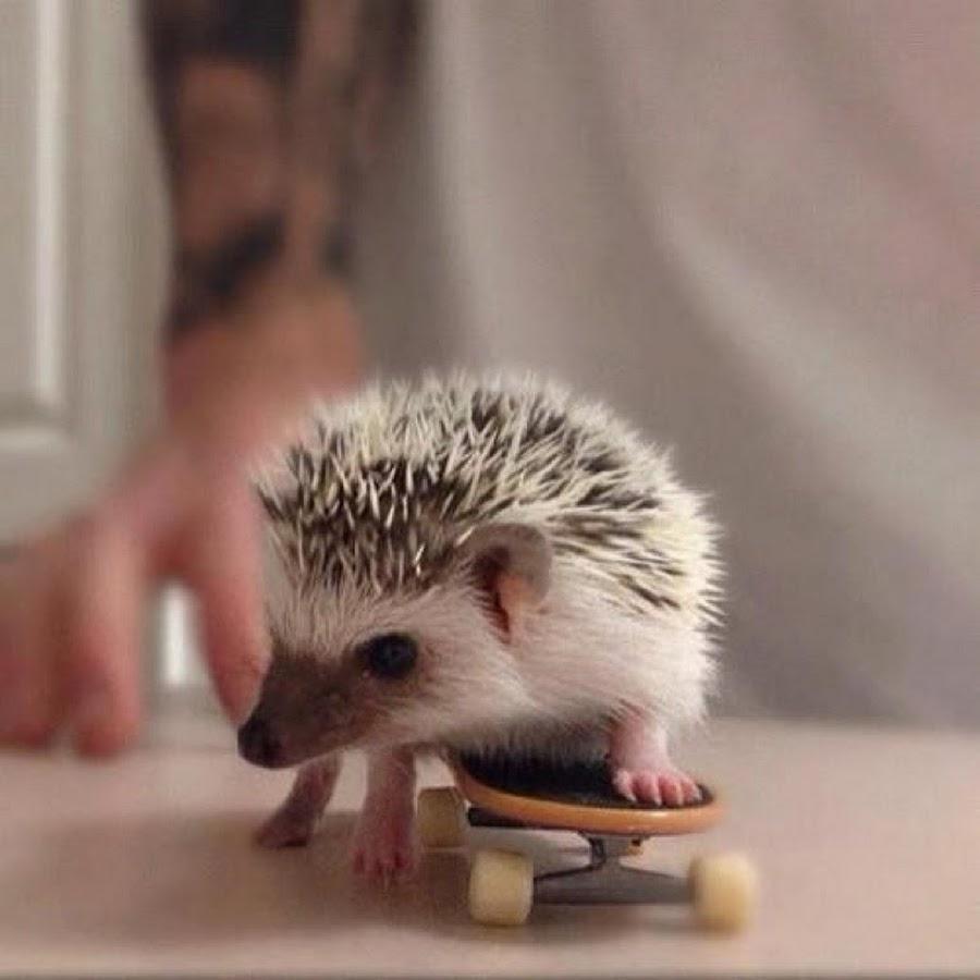 900x900 hedgehog wallpaper, erinaceidae, hedgehog, domesticated hedgehog, porcupine, mammal