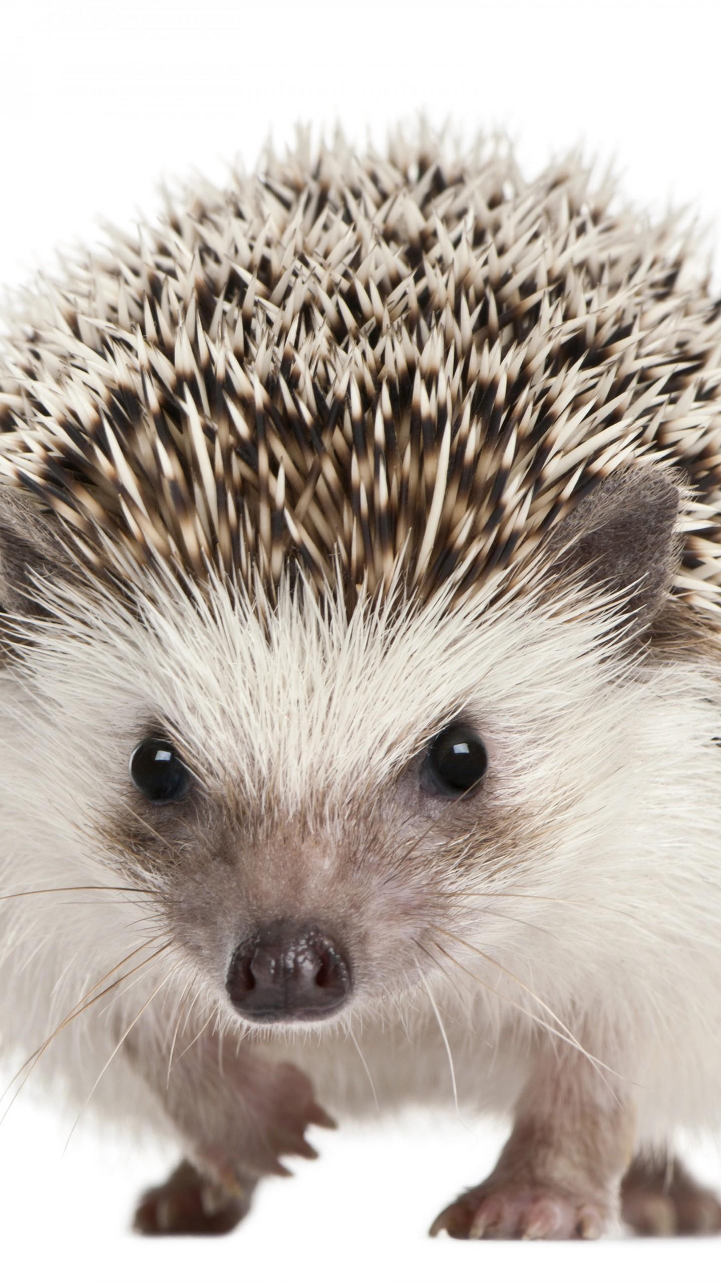 1440x2560 Wallpaper hedgehog, cute animals, 5k, Animals