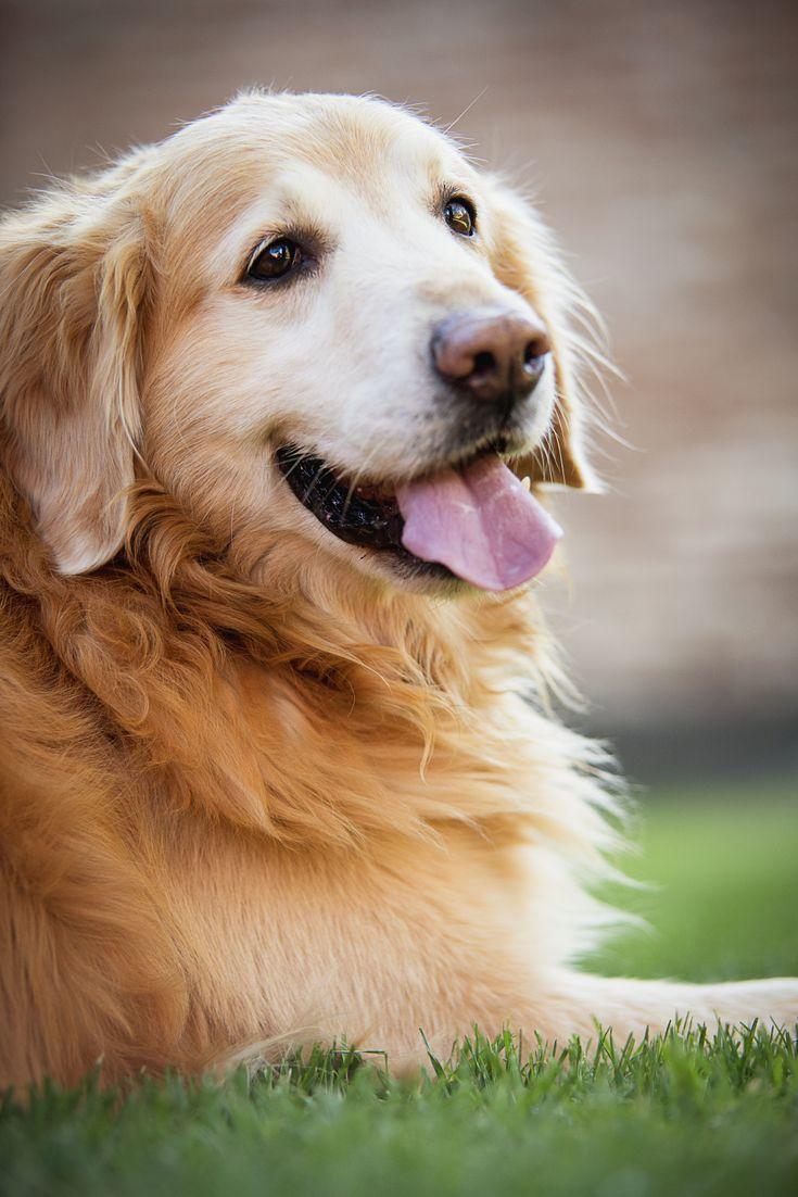 735x1102 Happy Dog #Smile #Lachen #Dog #Hund #Glücklich. Golden retriever, Dogs golden retriever, Retriever puppy