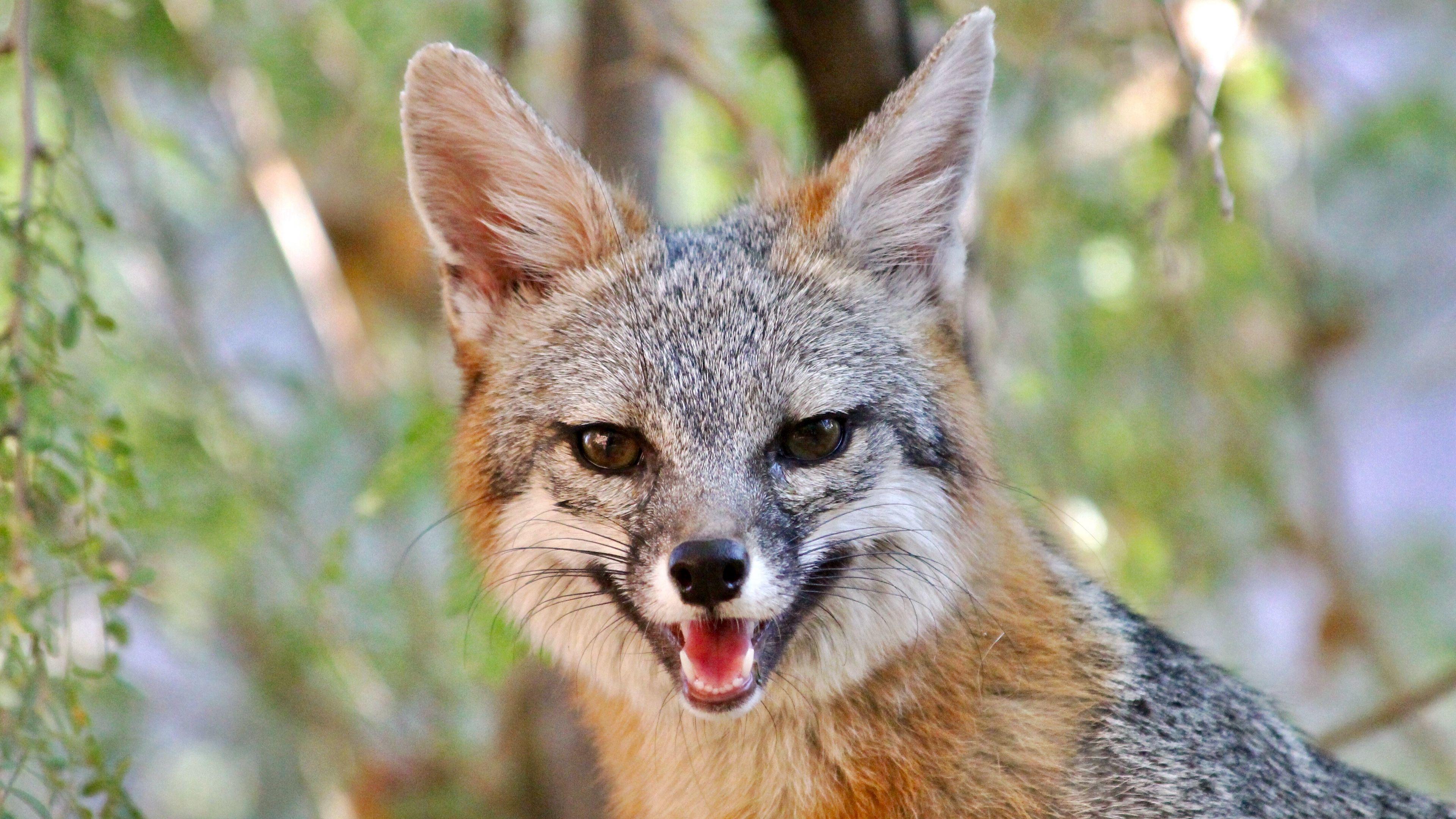 3840x2160 Wallpaper / fox, smile, animal, brown, cute, 4k free download