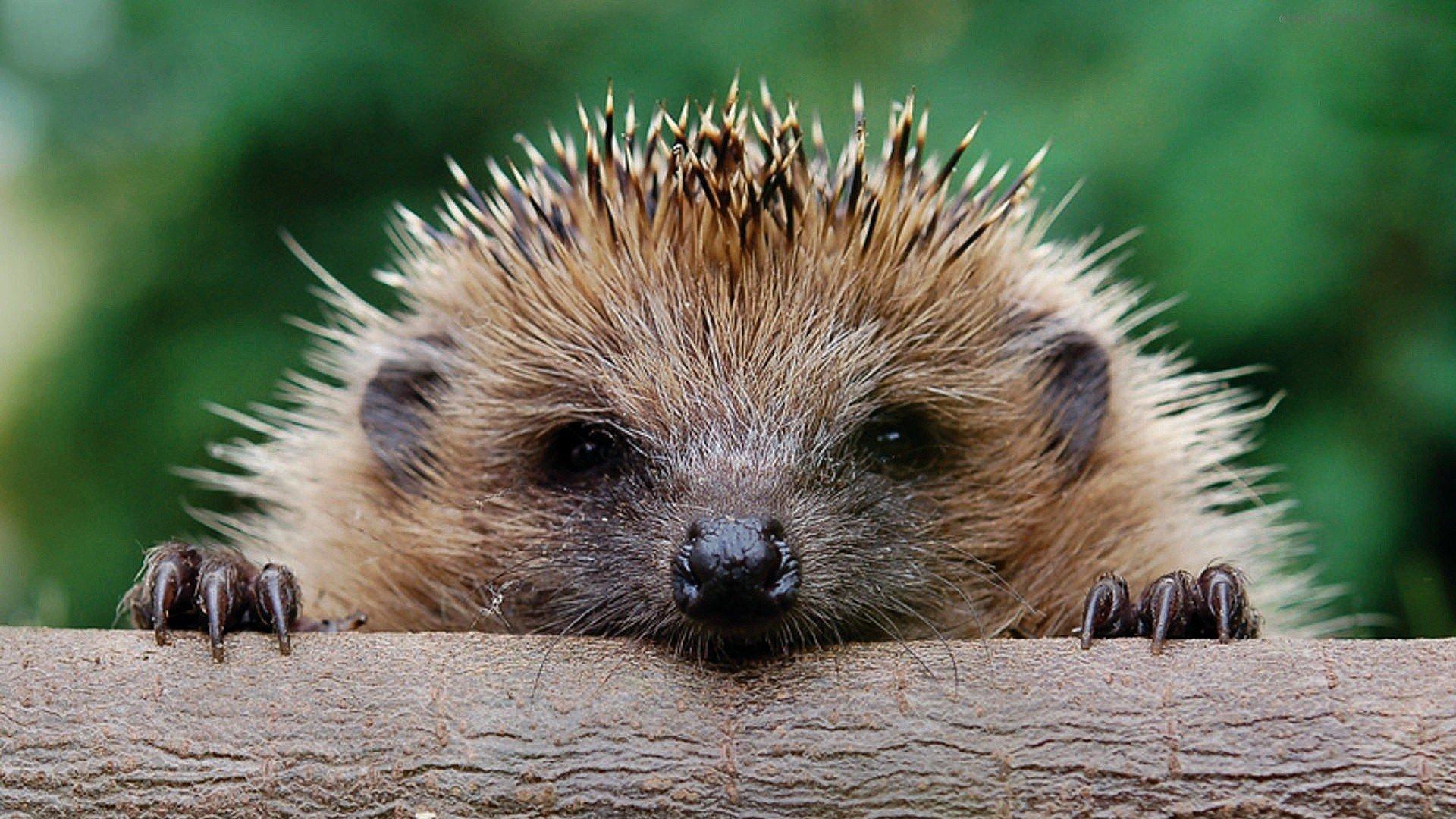 1920x1080 Hedgehog 17364 HD wallpaper