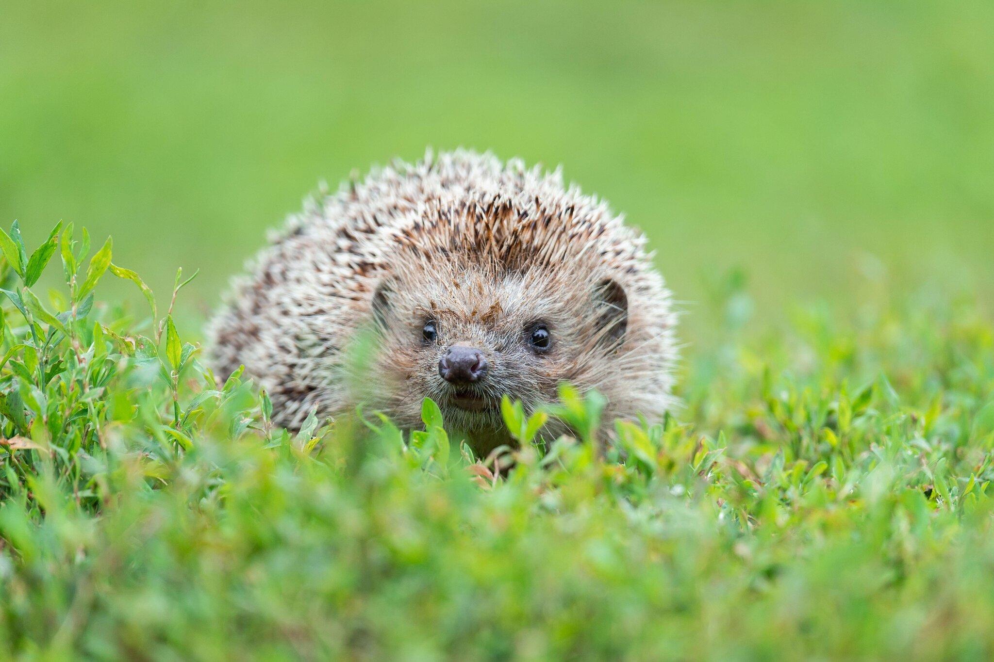 2048x1365 Hedgehogs Are A Source Of Drug Resistant Bacteria, Study Finds