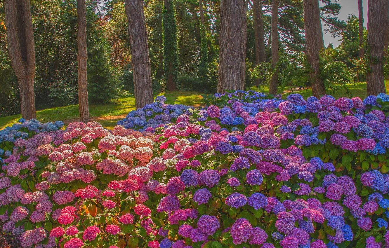 1332x850 Wallpaper flowers, Park, hydrangea, hydrangeas image for desktop, section цветы