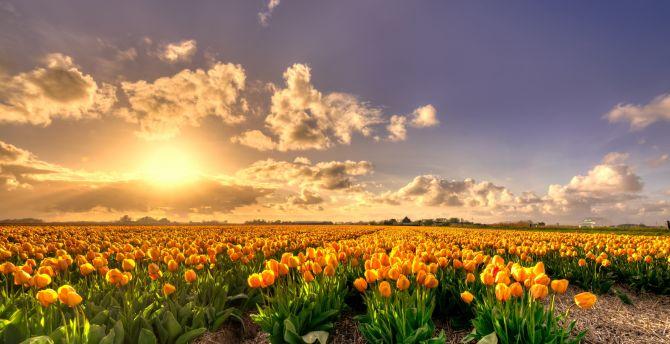 670x344 Sunset, nature, tulip farm wallpaper, HD image, picture, background, 23fc2c