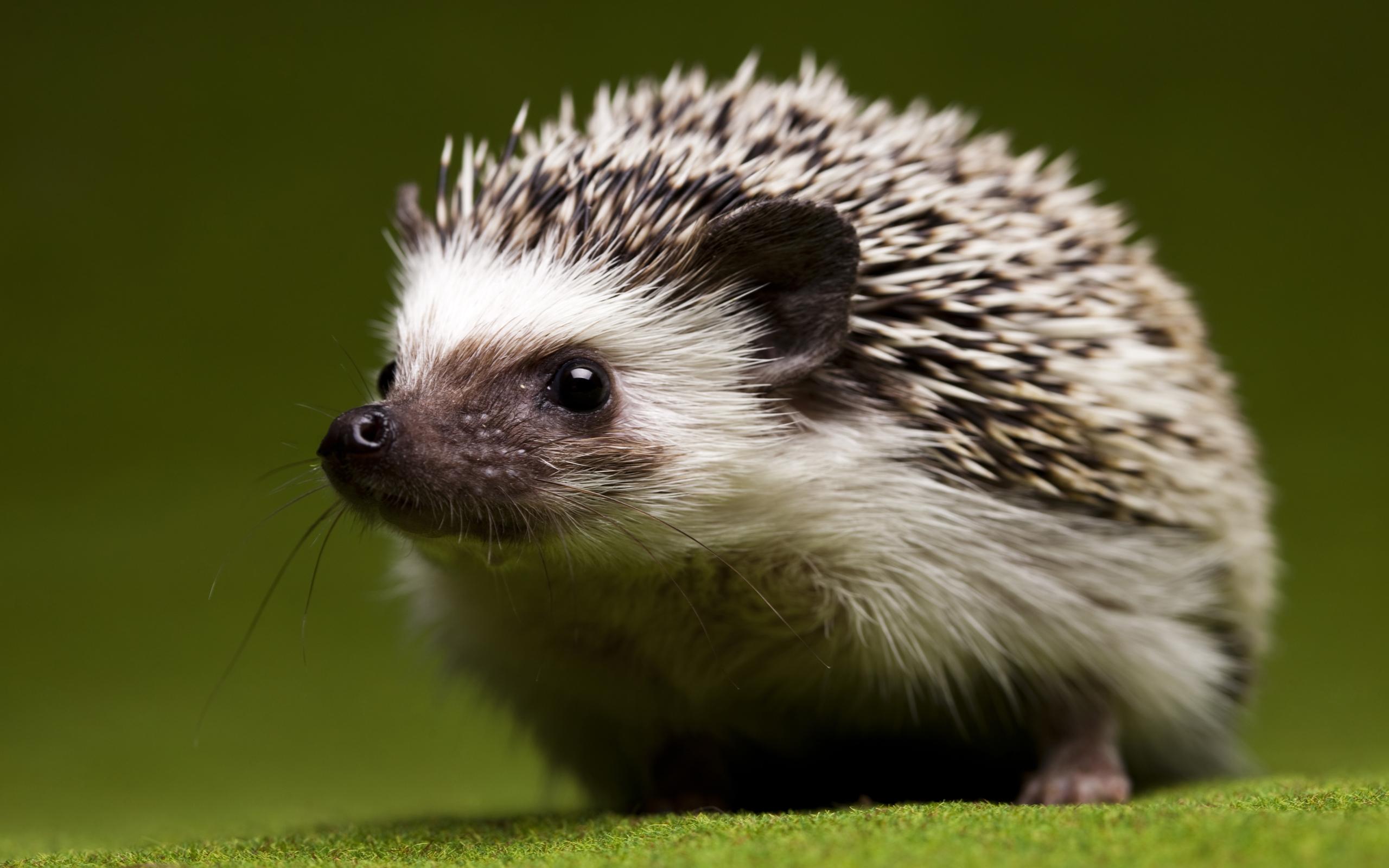 2560x1600 Hedgehog HD Wallpaper and Background