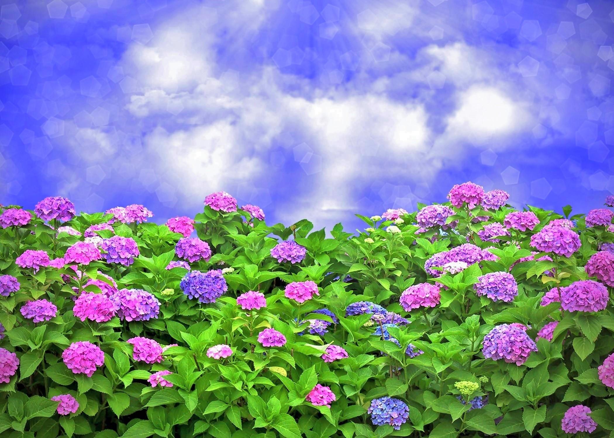 2100x1500 Hydrangea Garden