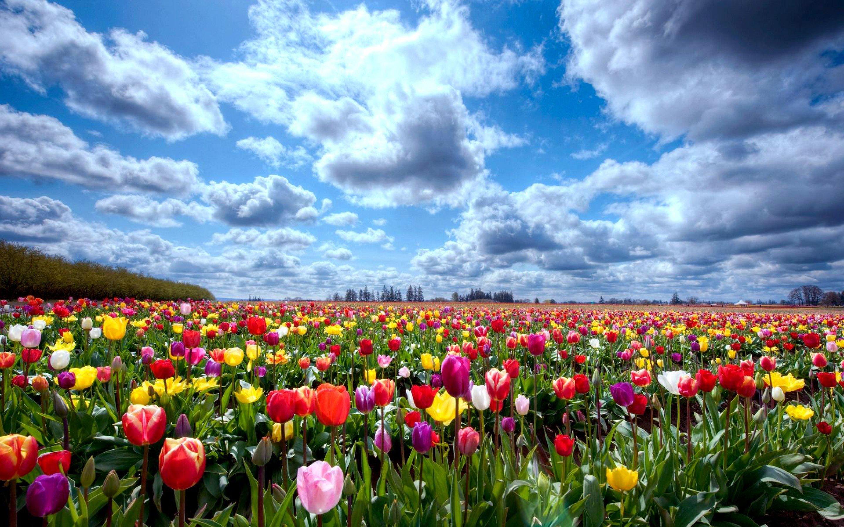 Tulip Farm Wallpapers - Top Free Tulip Farm Backgrounds - WallpaperAccess