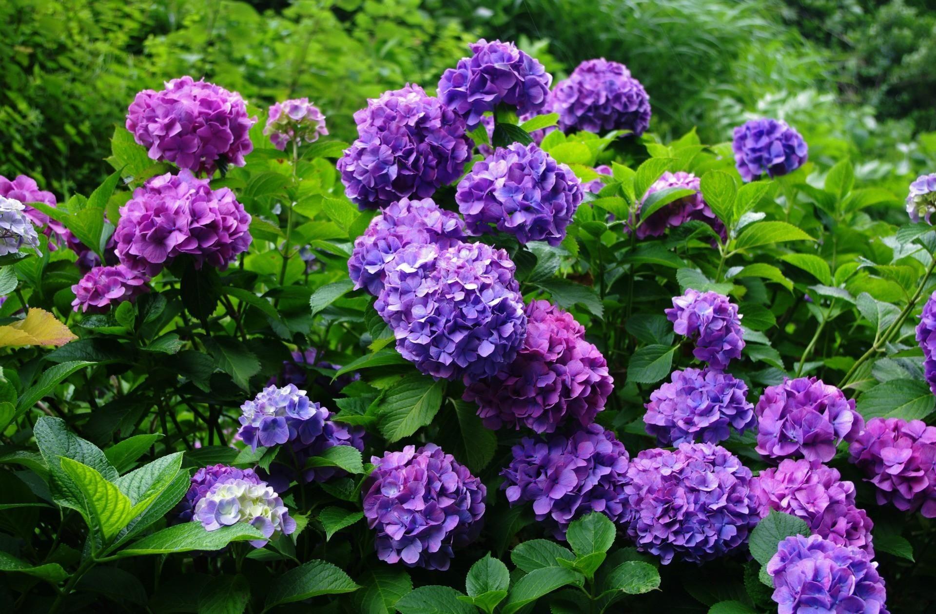 1920x1260 Wallpaper Hydrangea Flowering Shrubs Herbs Garden HD Background. Arbuste, Arbuste persistant, Arbustes à fleurs