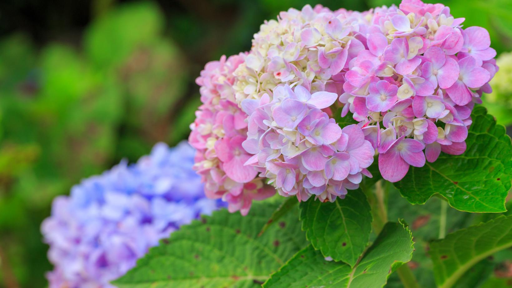 Hydrangea Garden Wallpapers - Top Free Hydrangea Garden Backgrounds ...