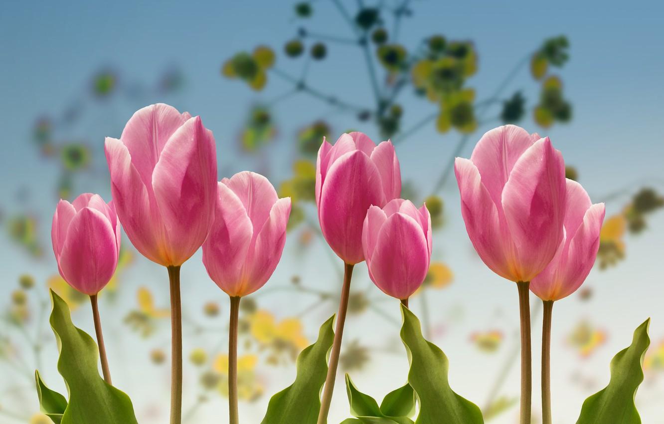 1332x850 Wallpaper spring, Tulips, garden. image for desktop, section цветы