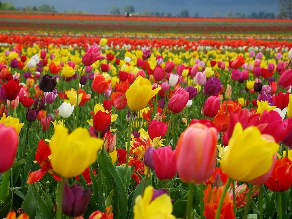 Tulip Farm Wallpapers - Top Free Tulip Farm Backgrounds - WallpaperAccess