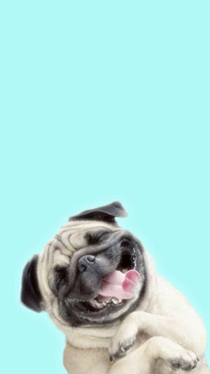 736x1308 Pug Domestic Animal Dog Canine Background. Dog wallpaper, Dog wallpaper iphone, Pug wallpaper