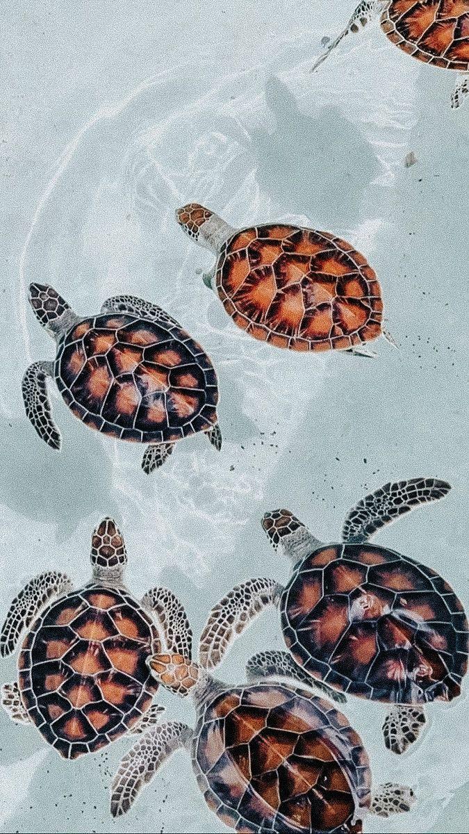 675x1200 animals. Cute summer wallpaper, Turtle wallpaper, Summer wallpaper