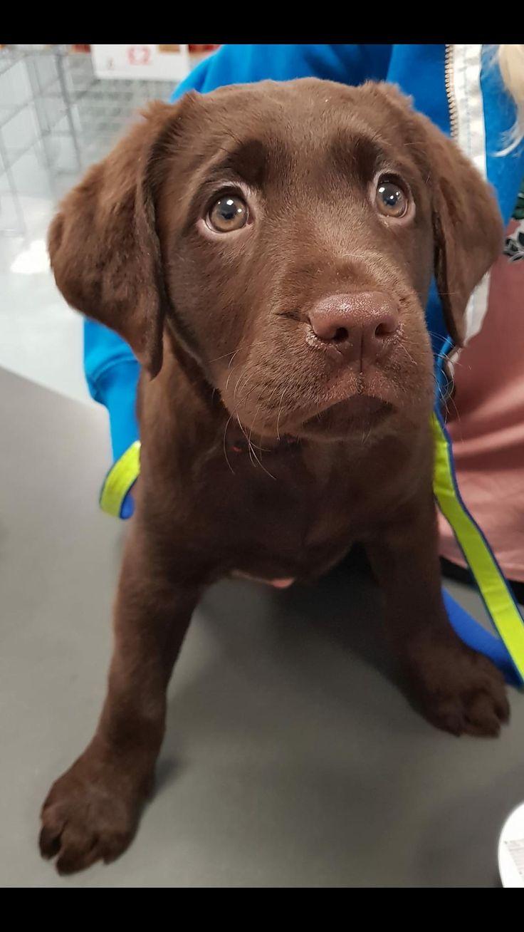 736x1308 Our 3 month old chocolate lab Bailey. Puppy dog image, Cute puppies image, Cute dogs image
