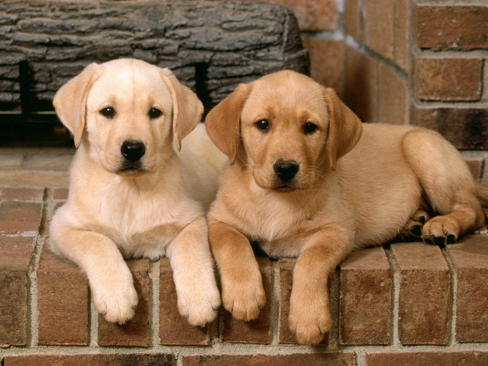 1600x1200 Yellow Lab Wallpaper