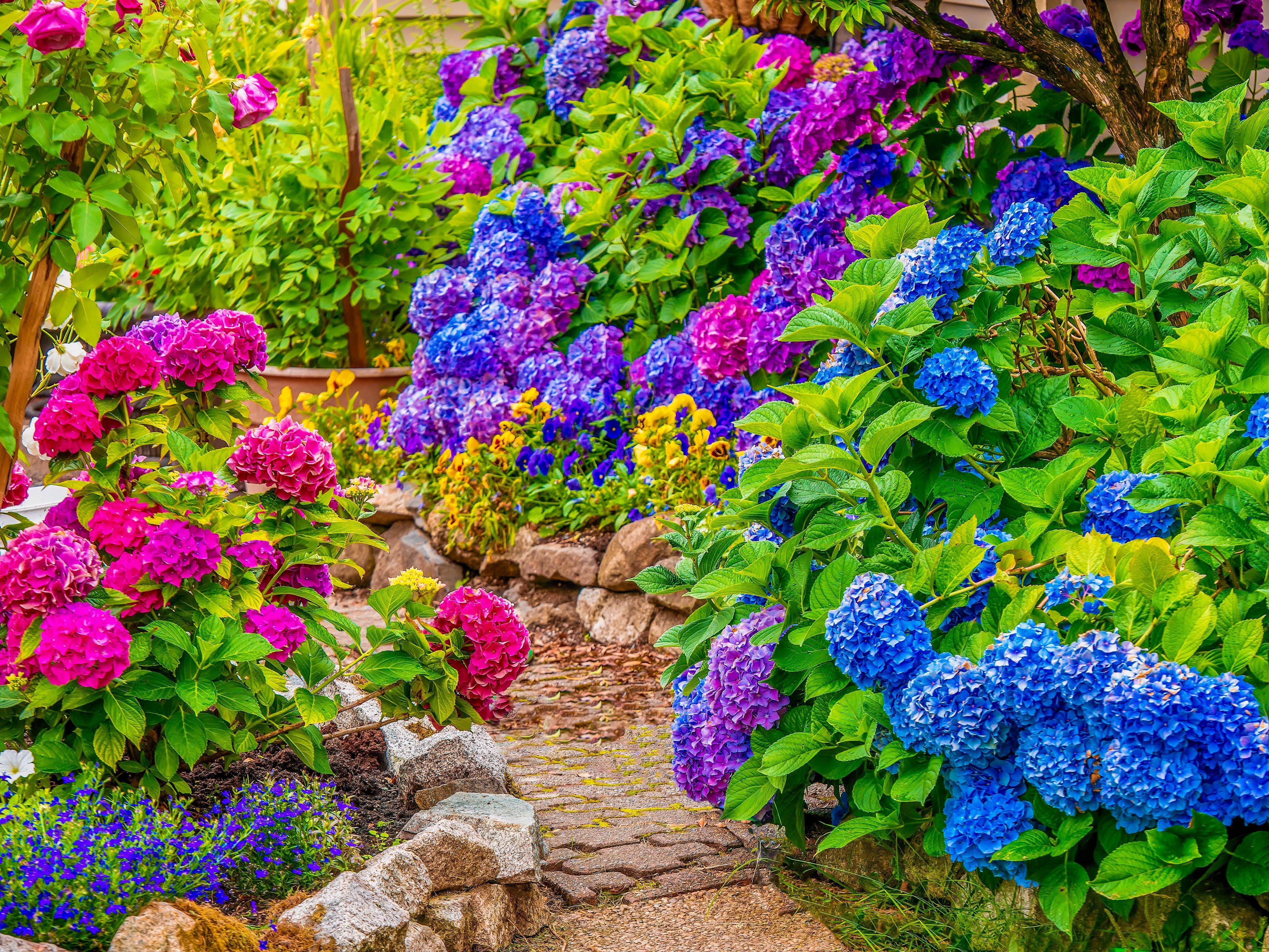 4608x3456 Ariel Whitely Noll: Hydrangea Come With Variety Of Features