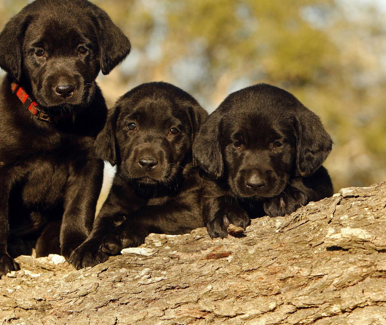1280x1080 Cute Three Black Puppies Are On Treen Trunk In A Blur Background HD Animals HD Wallpaper