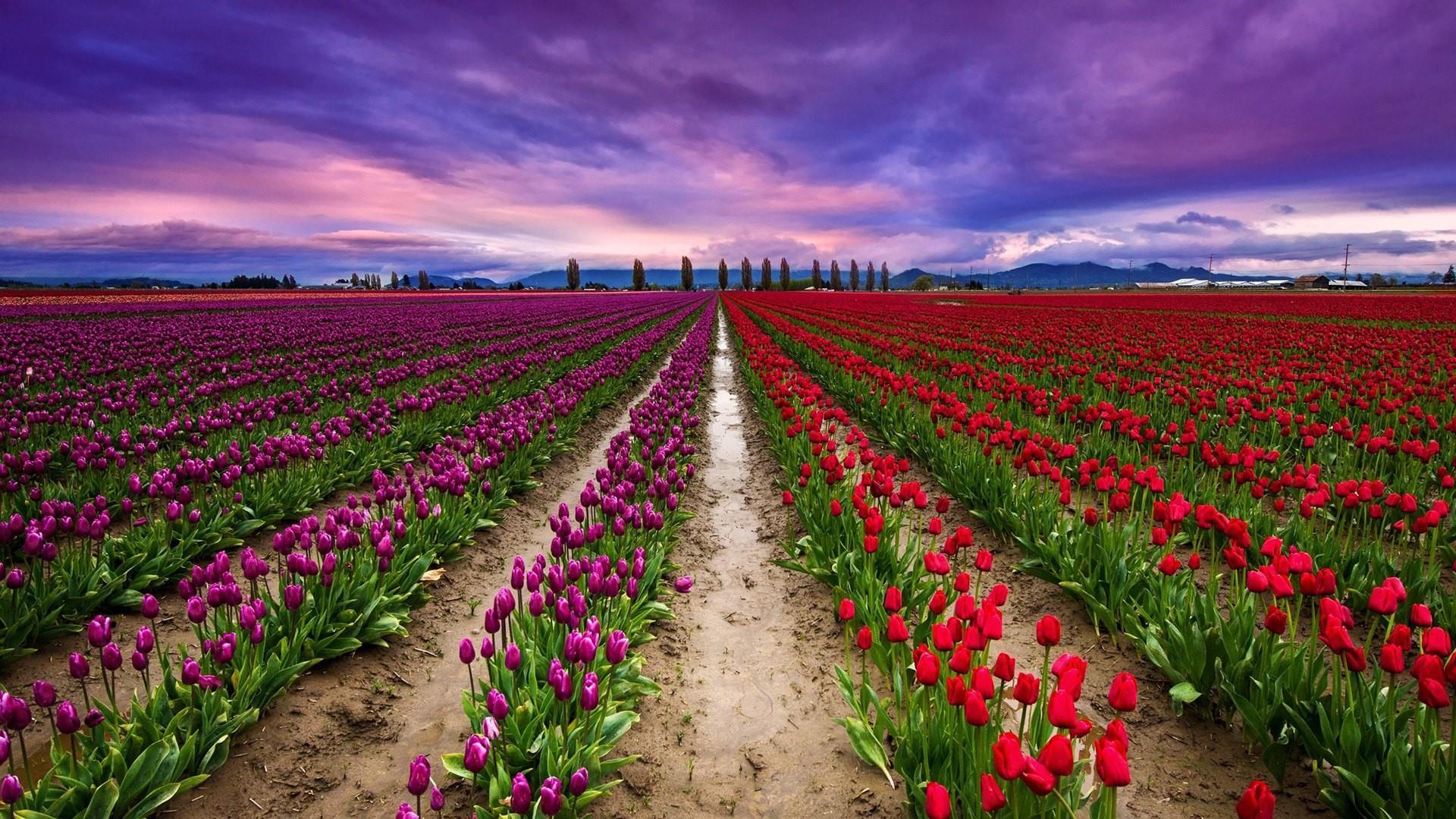 Tulip Farm Wallpapers - Top Free Tulip Farm Backgrounds - WallpaperAccess