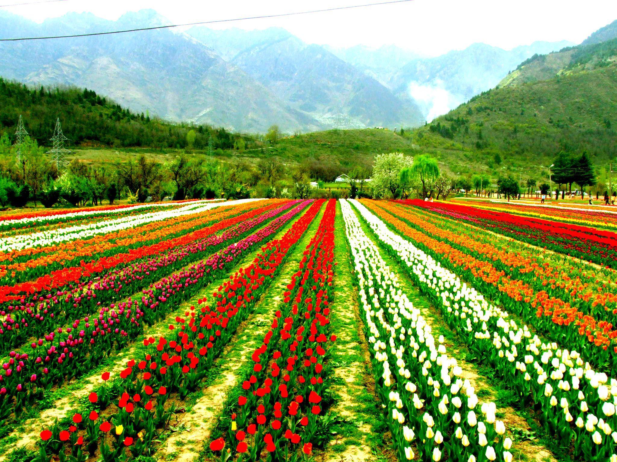 Tulip Farm Wallpapers - Top Free Tulip Farm Backgrounds - WallpaperAccess