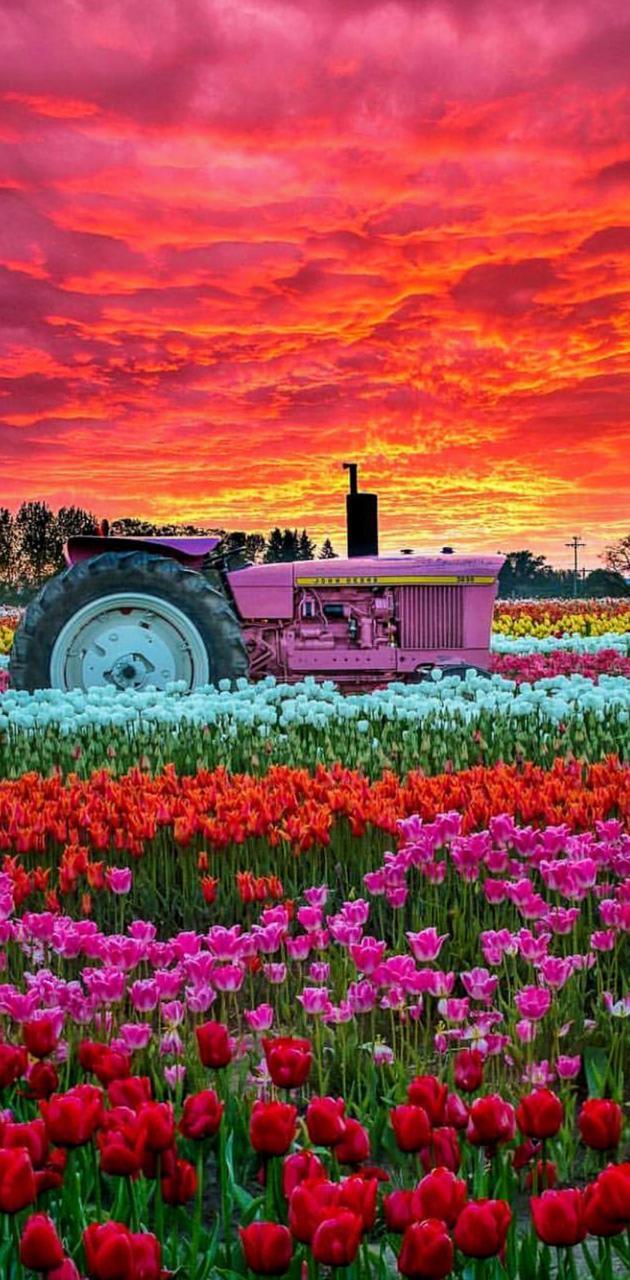 630x1280 Tulip field wallpaper
