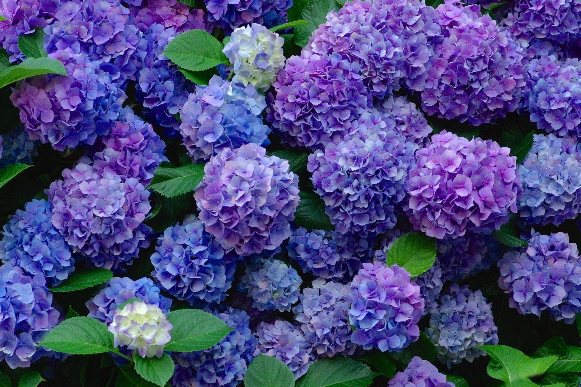 1920x1279 Blue and Purple Hydrangeas Earth Hydrangea Flowers Flower Blue Flower Purple Flower Wallpaper. Hortênsias roxas, Plantio de árvores, Hortênsias