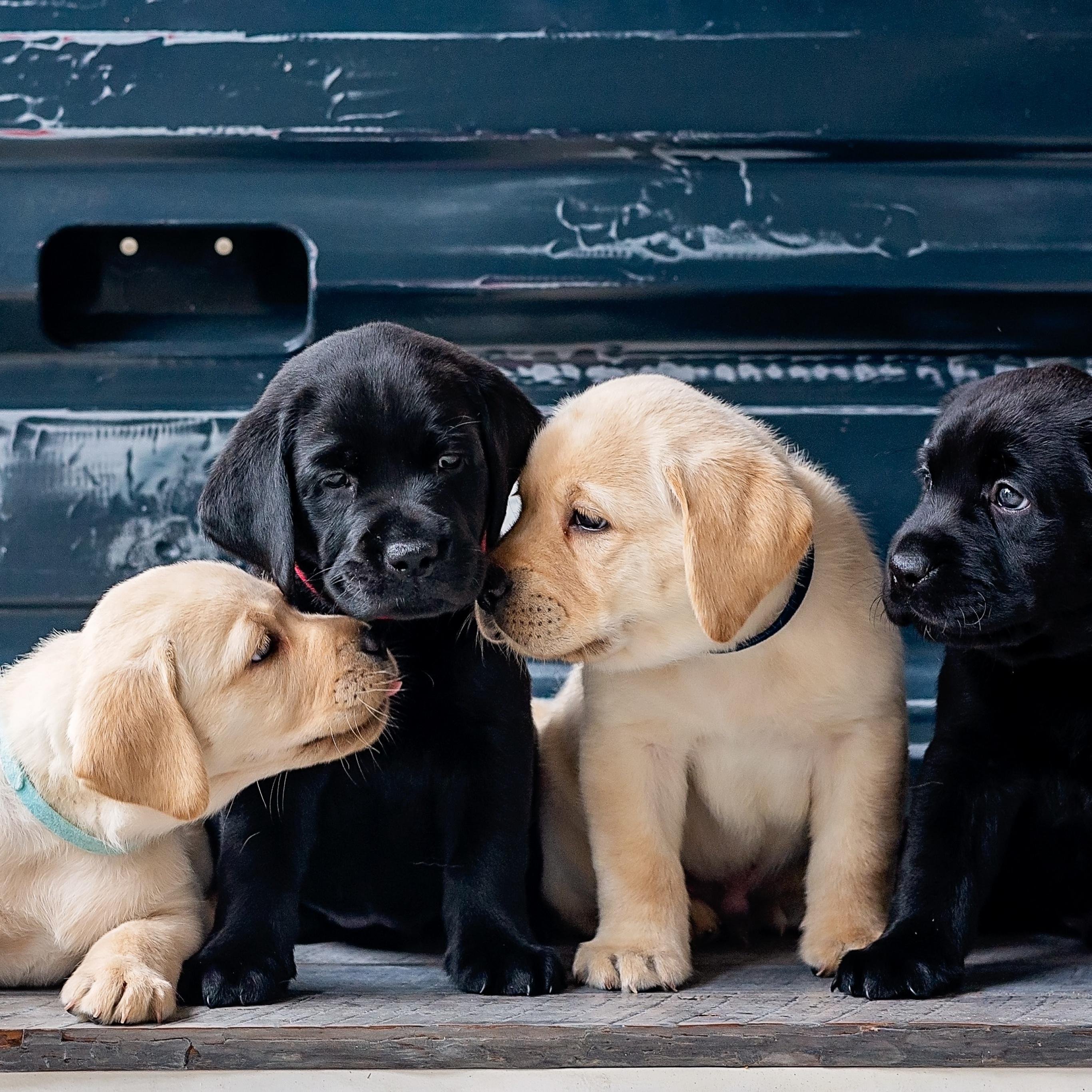 2732x2732 Puppies Wallpaper 4K, Labrador Retriever, Cute dogs, Labrador puppies, Animals