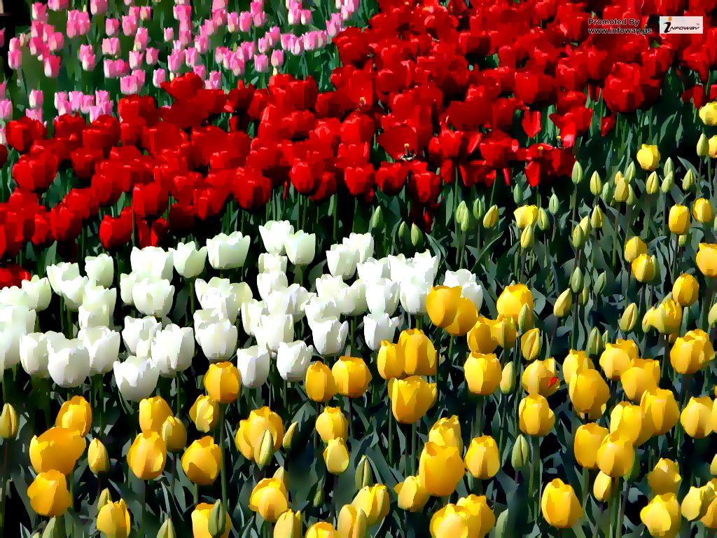 1024x768 Tulip flower garden wallpaper. Tulip flower garden wallpap