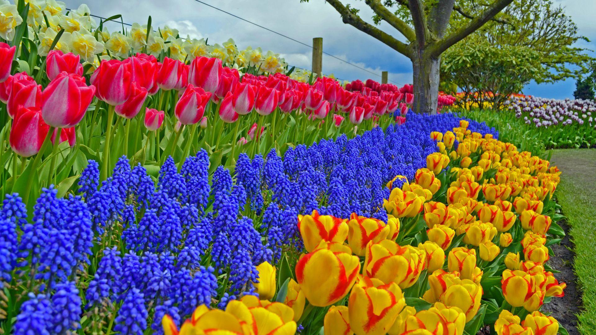 1920x1080 Spring Flower Garden Wallpaper